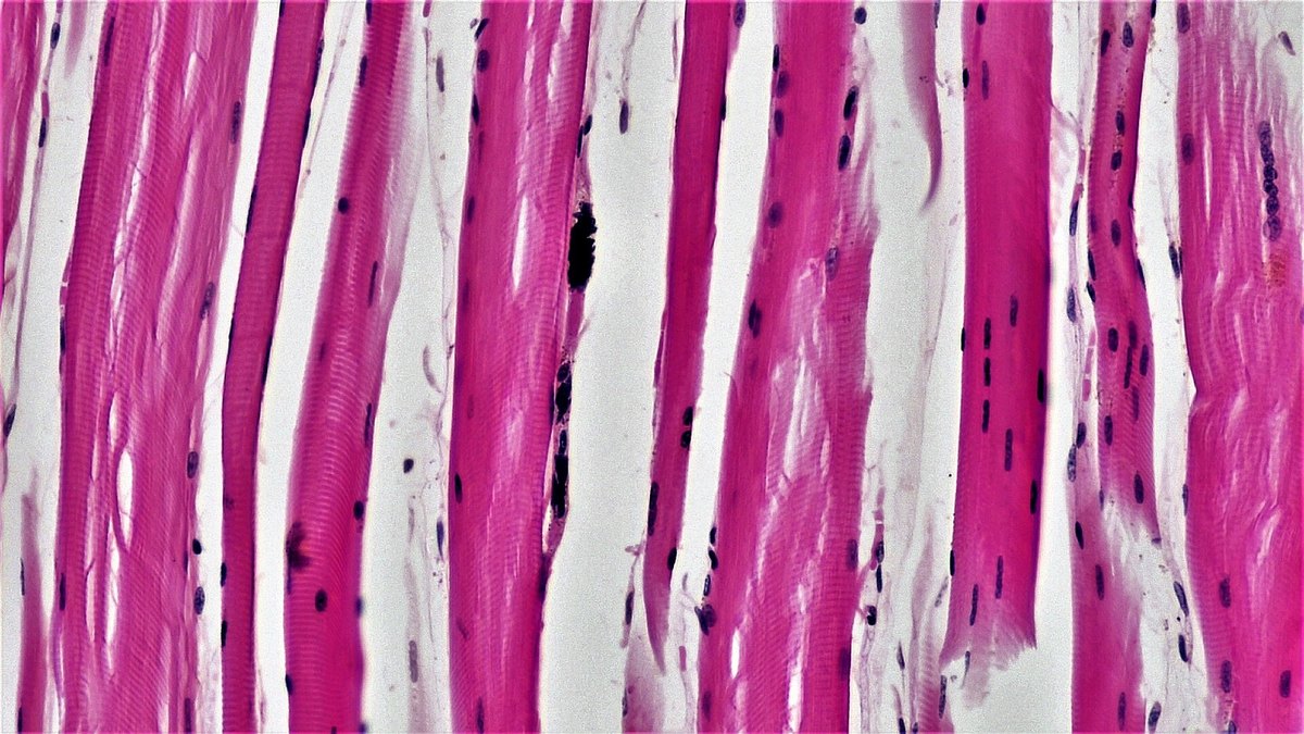 Aligned protein fibres under the microscope — the filament architecture peptide self-assembly reproduces, curated by Panacea Bio Chem and Bogdan Dicoias